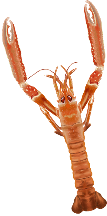 Rød sjøkreps med to store klør oppreist, sett ovenfra.