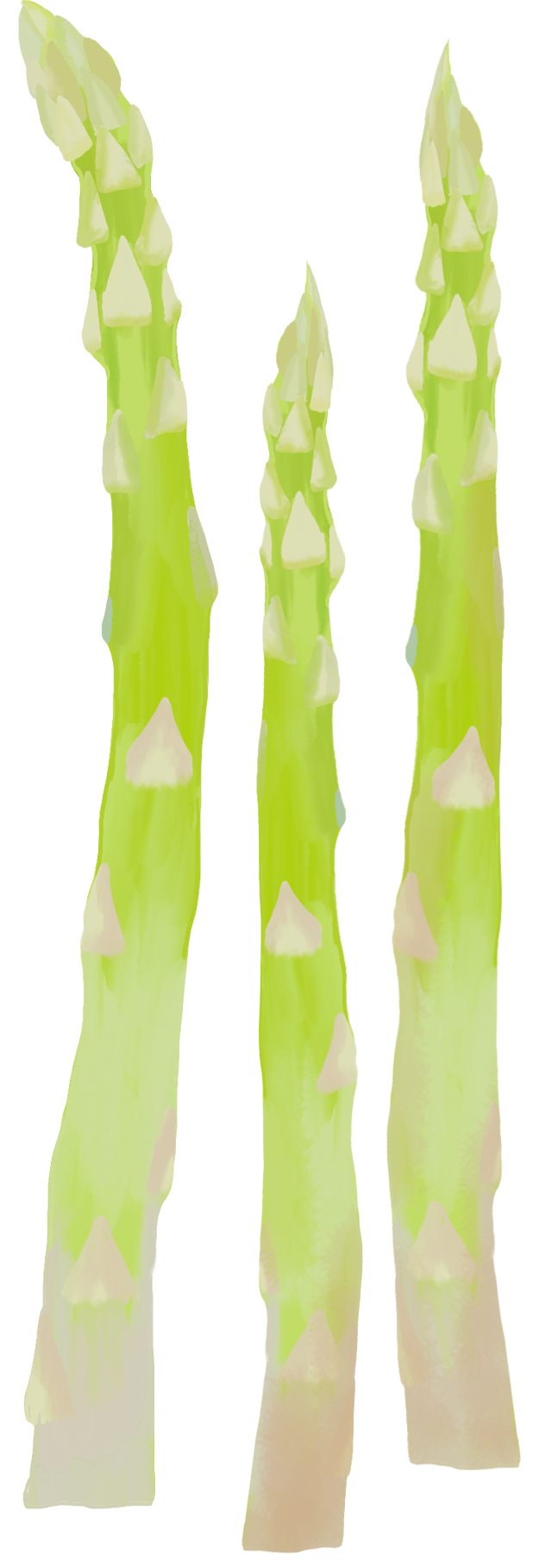 Tre stilker av grønn asparges på hvit bakgrunn.