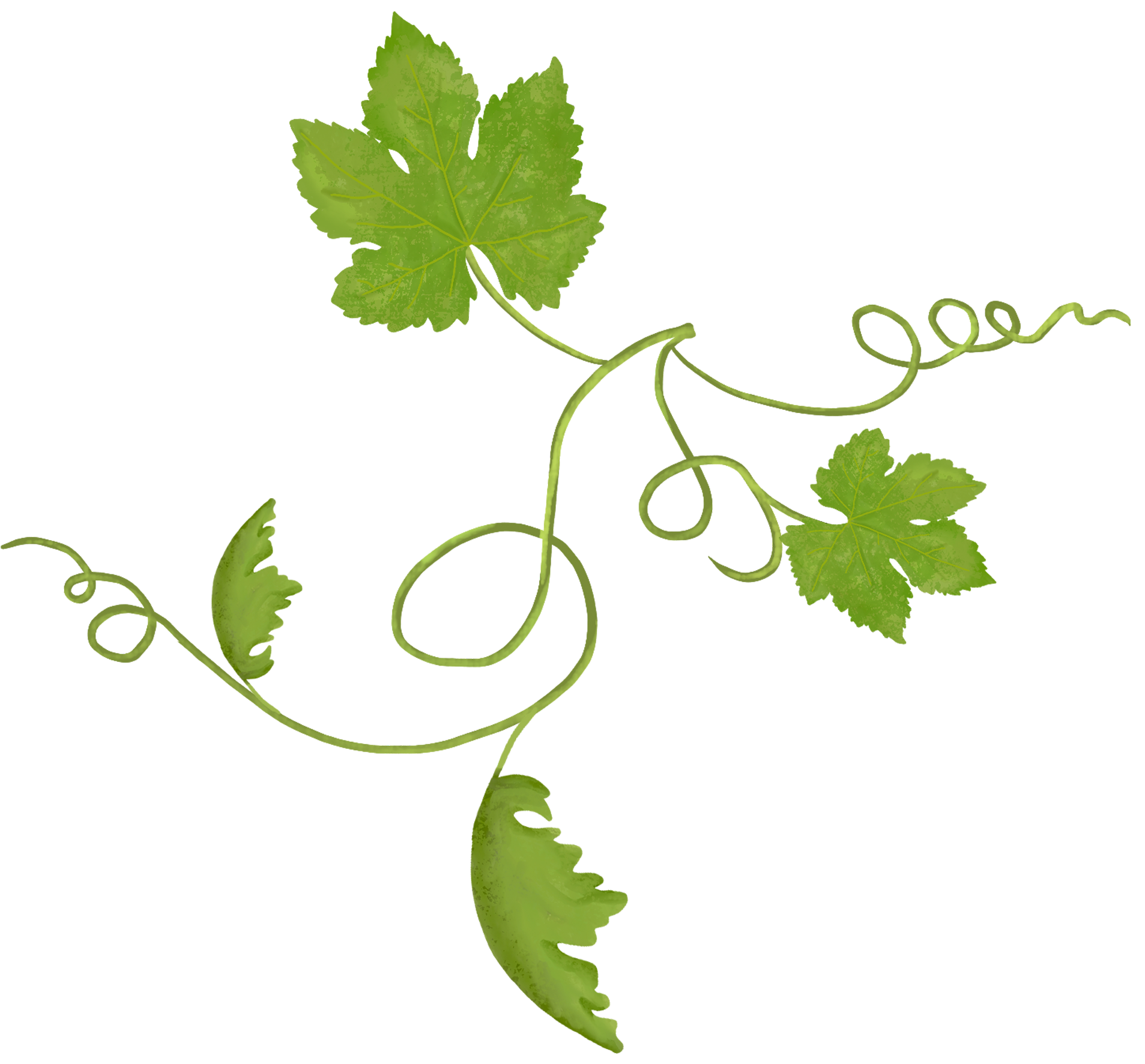 Grønn vinranke med fire blader og krøllete ranker på hvit bakgrunn.