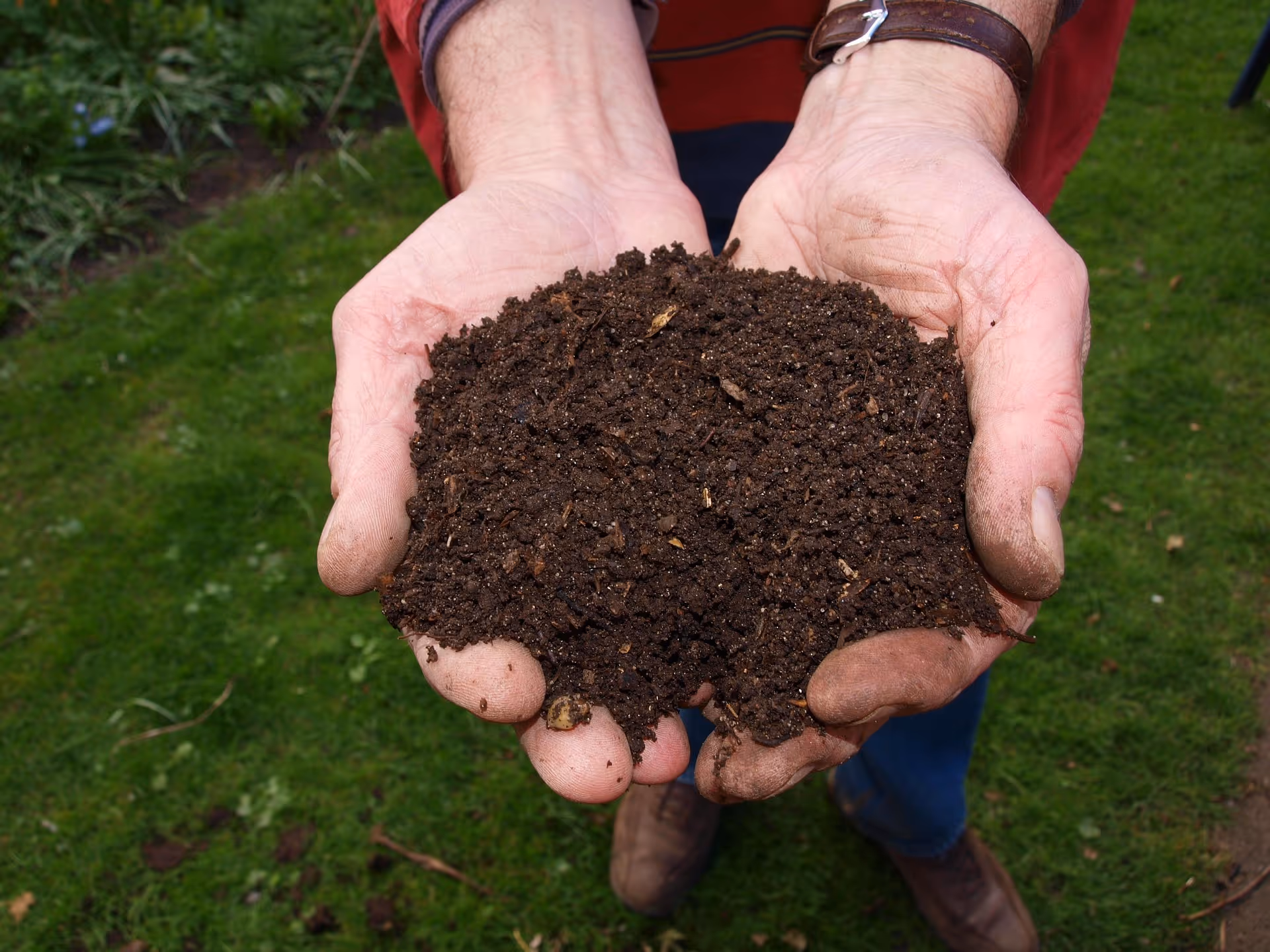 Person holding a handful of dark, rich soil outdoors on a green lawn.
