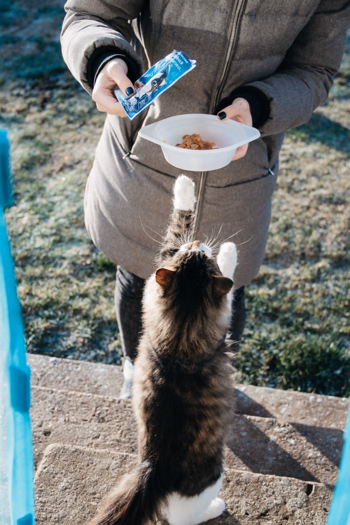 Cat stretches upwards towards a person holding a dish with food and a cat treat.