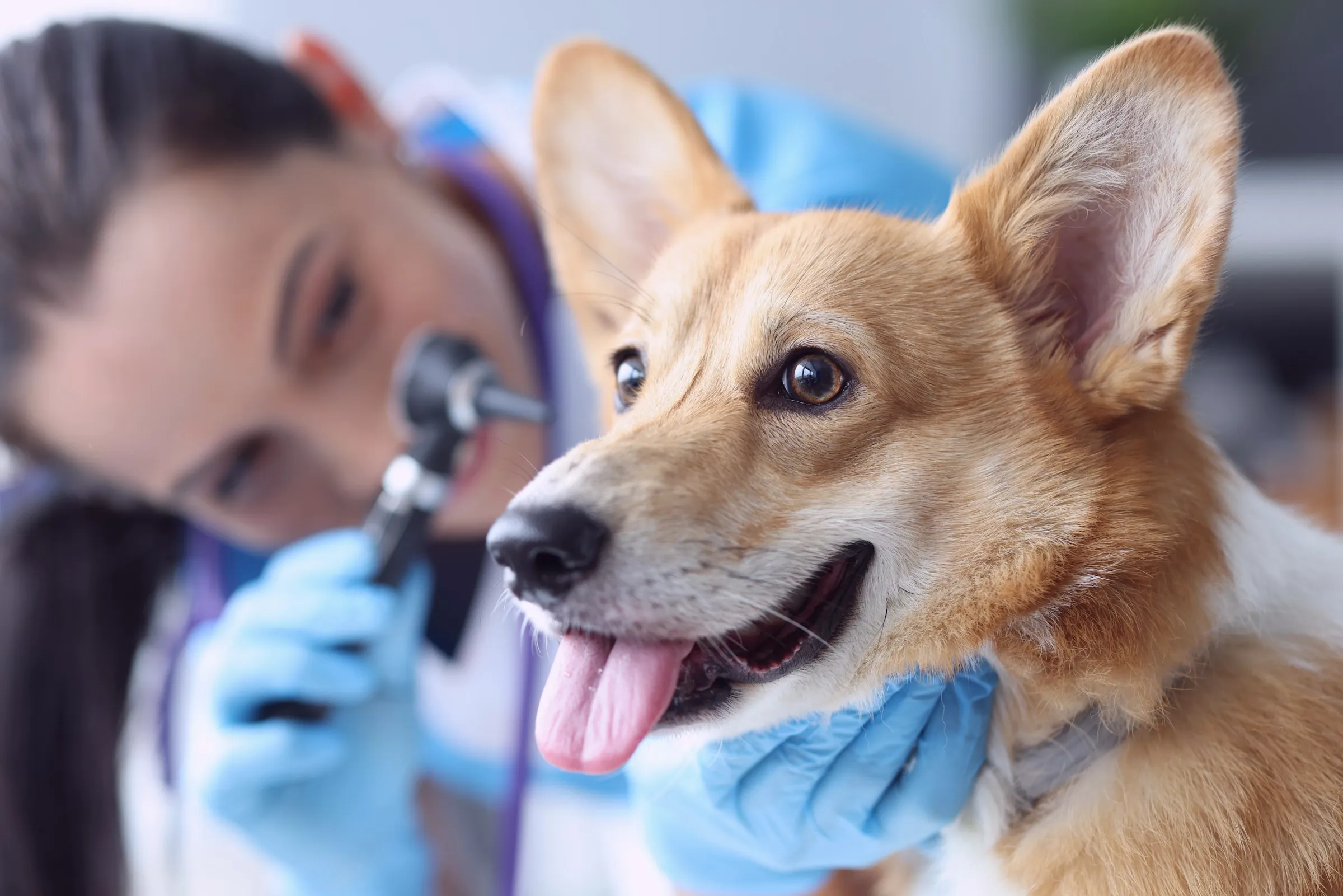 Un chien de race Corgi se fait examiner par une vétérinaire souriante.