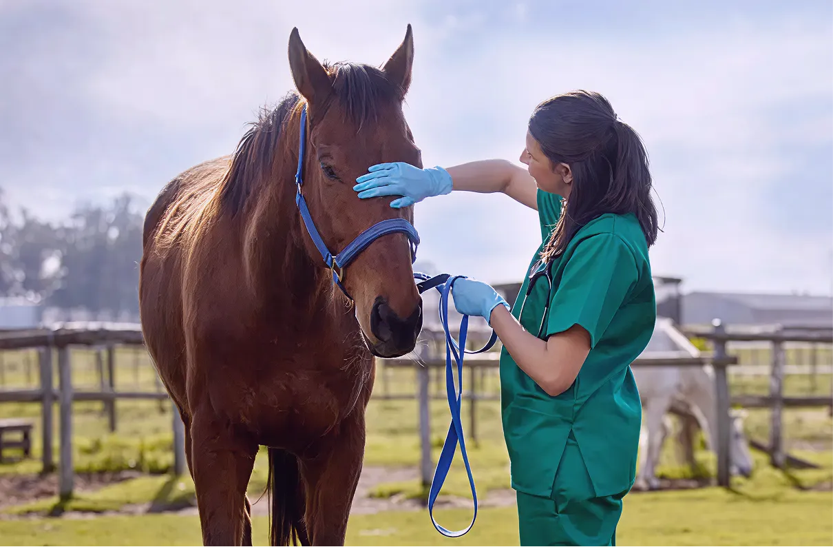 Un vétérinaire ausculte un cheval devant son enclos dans un haras.