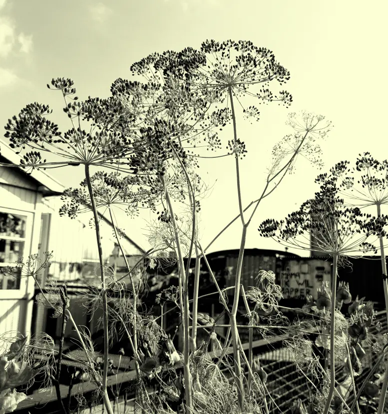 The Creative Garden- Food Waste