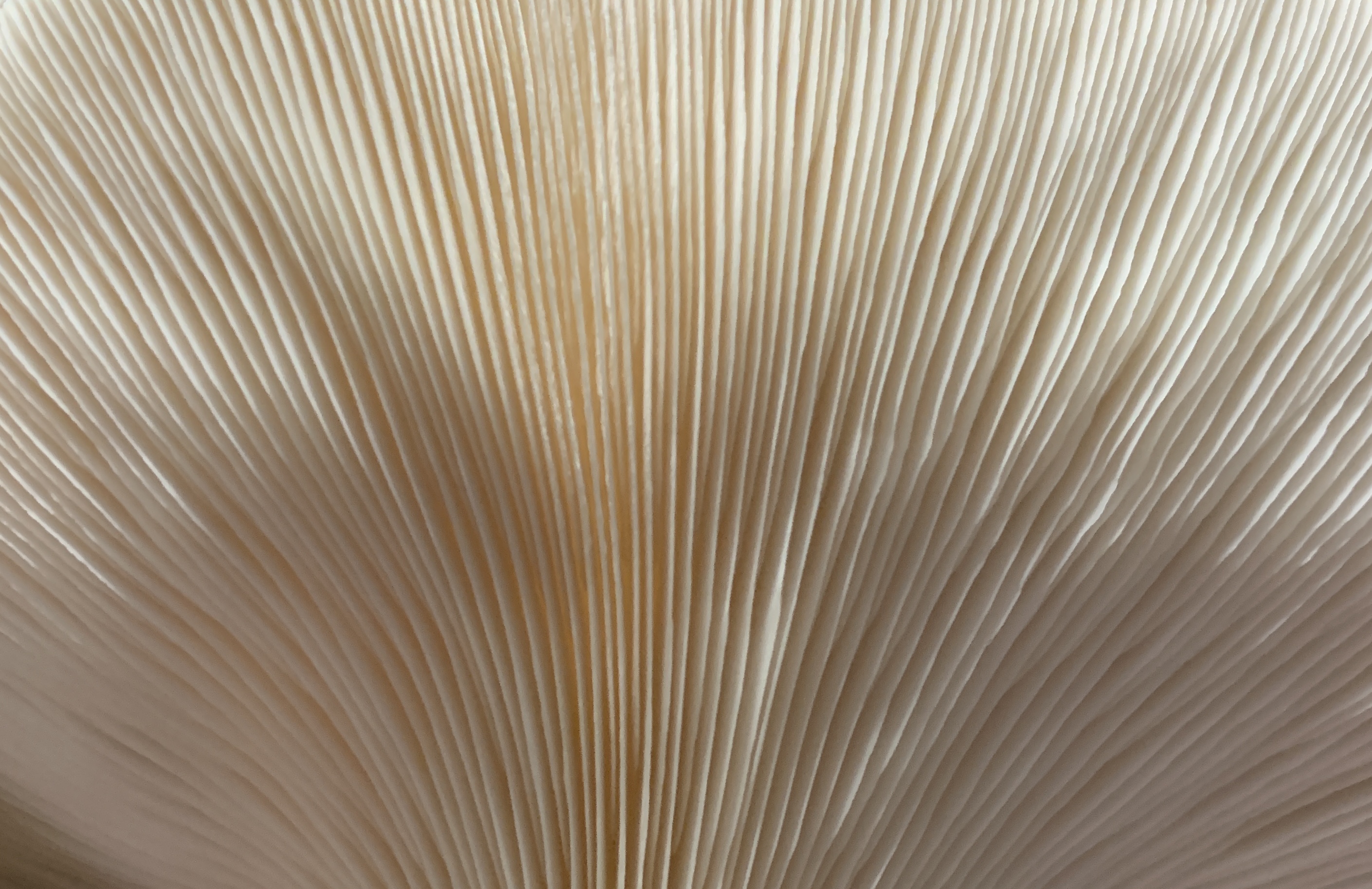 Close-up oesterzwam.