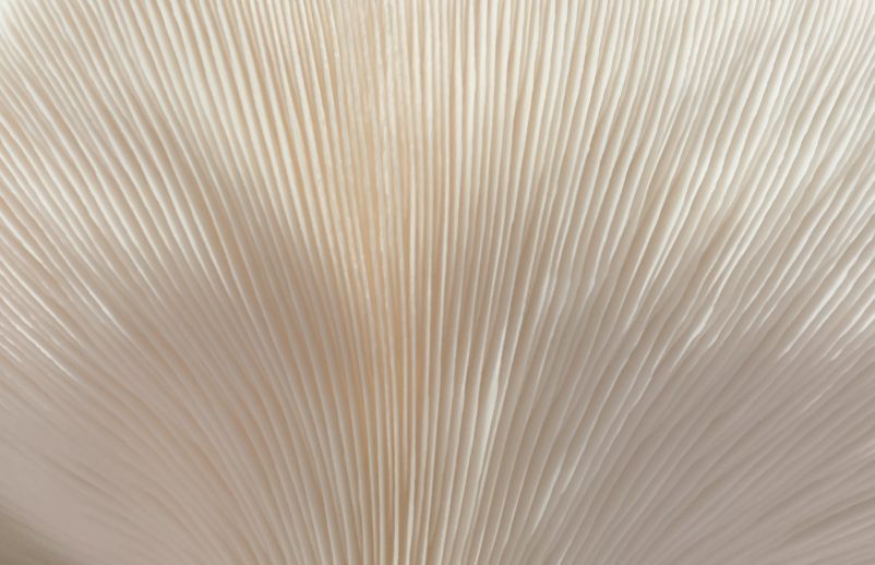 open field for agricultural services