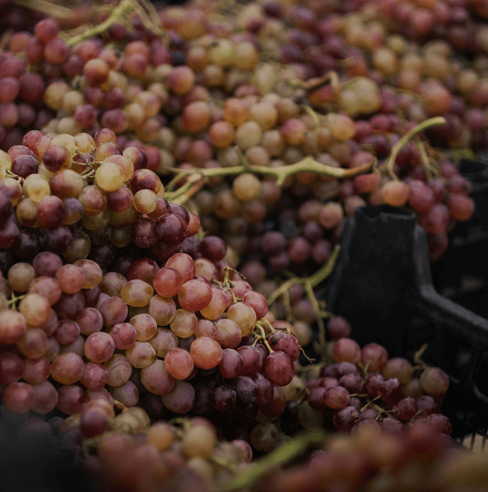 Clusters of ripe grapes in containers