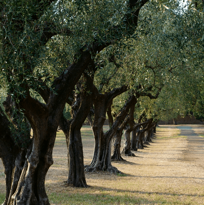 An alley in a garden with green flowering trees
