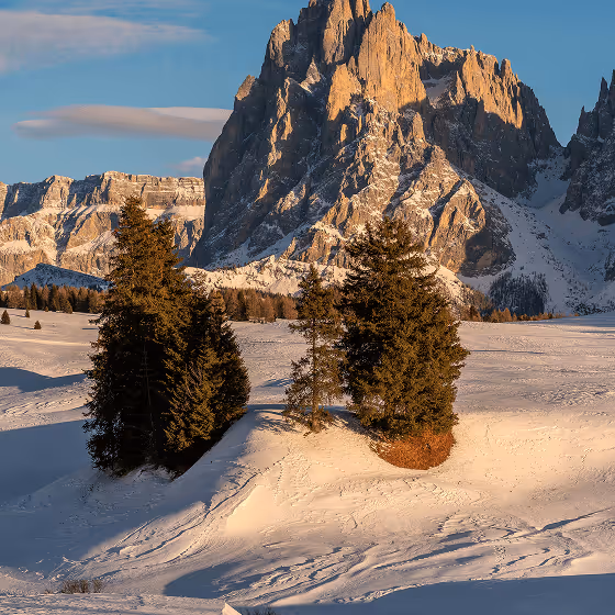 Snowy mountains and trees in the foreground