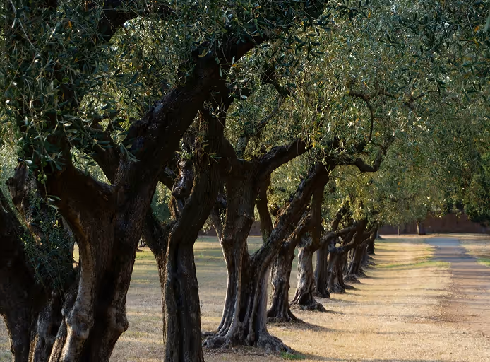 Row of olive trees with thick trunks and dense green foliage along a dry grassy path.