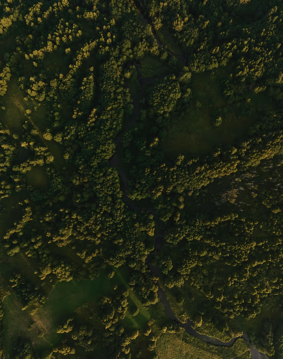 Aerial view of dense forest with a winding river flowing through green trees and clearings.