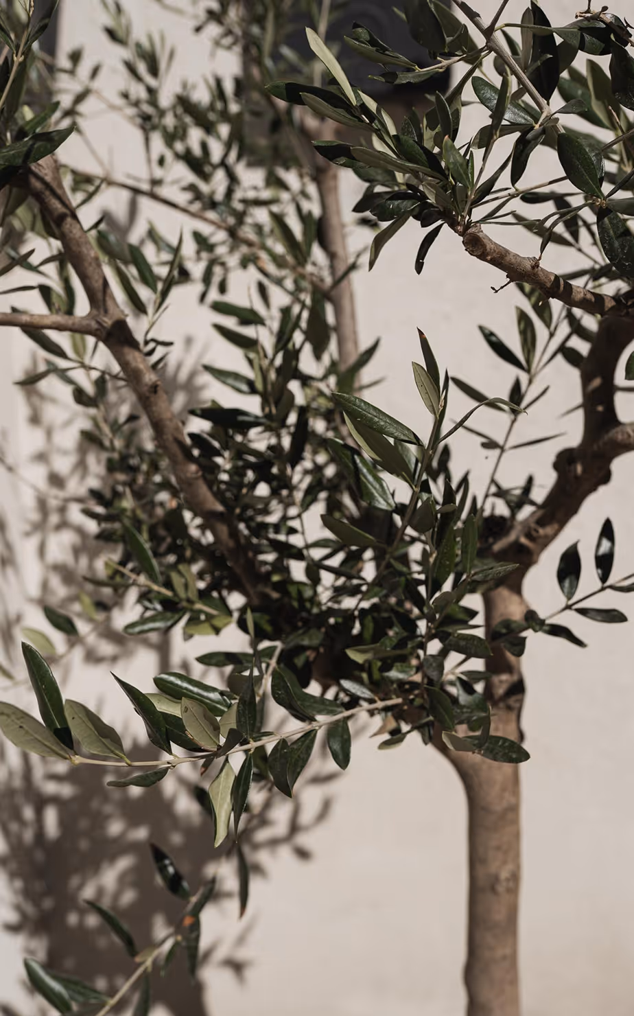 Close-up of olive tree branches with green leaves casting shadows on a beige wall.