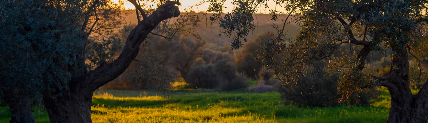 Sunset light shining through olive trees over a green grassy field.
