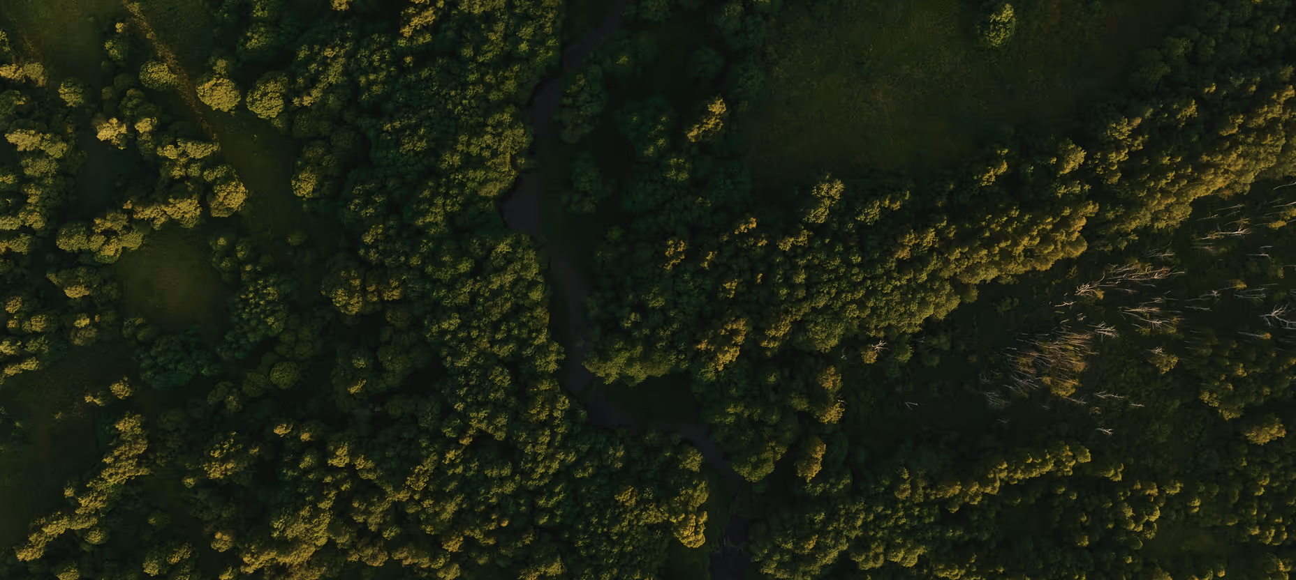 Aerial view of dense green forest with a winding river running through the trees.