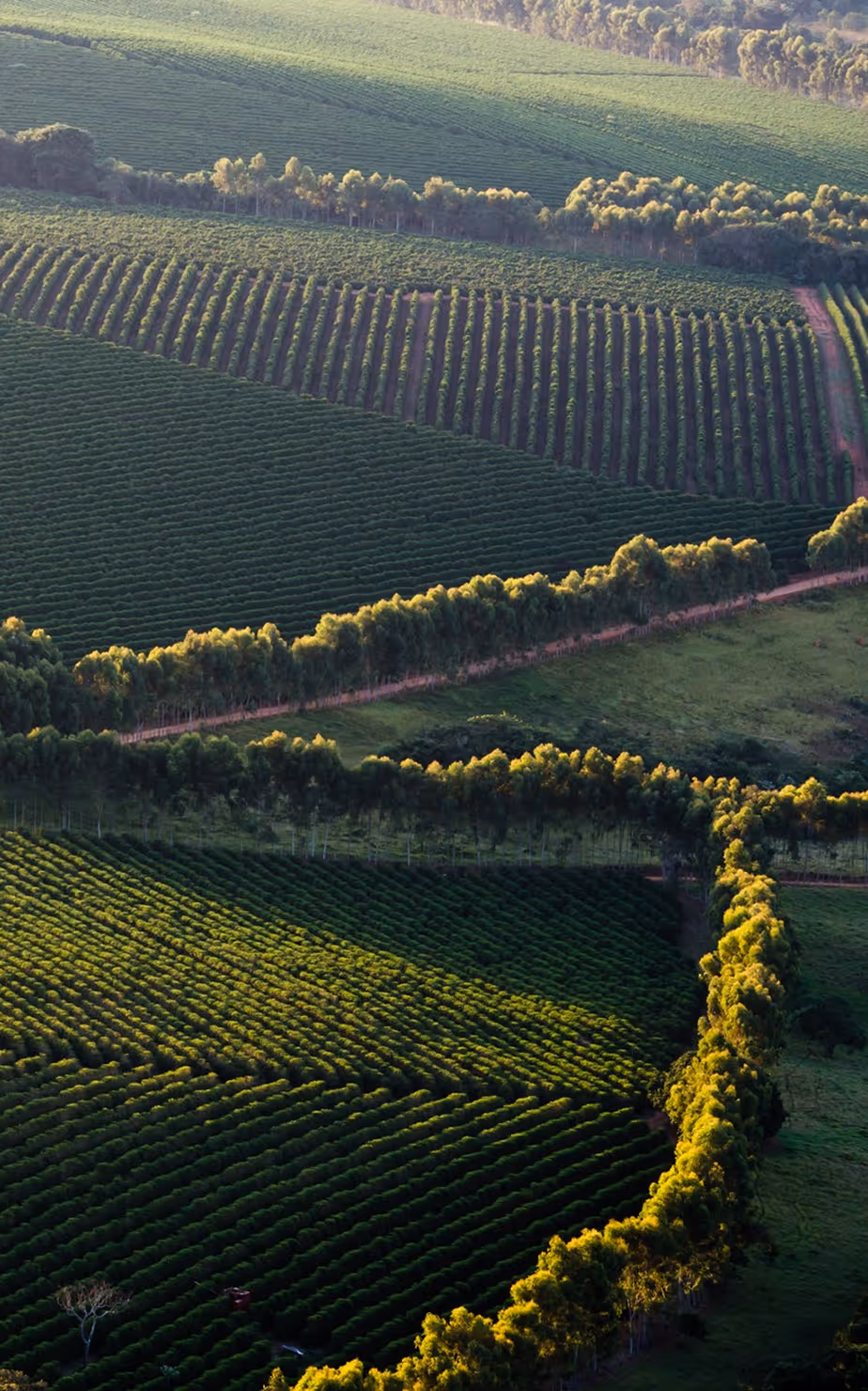 Aerial view of green agricultural fields with rows of crops bordered by trees and dirt paths.