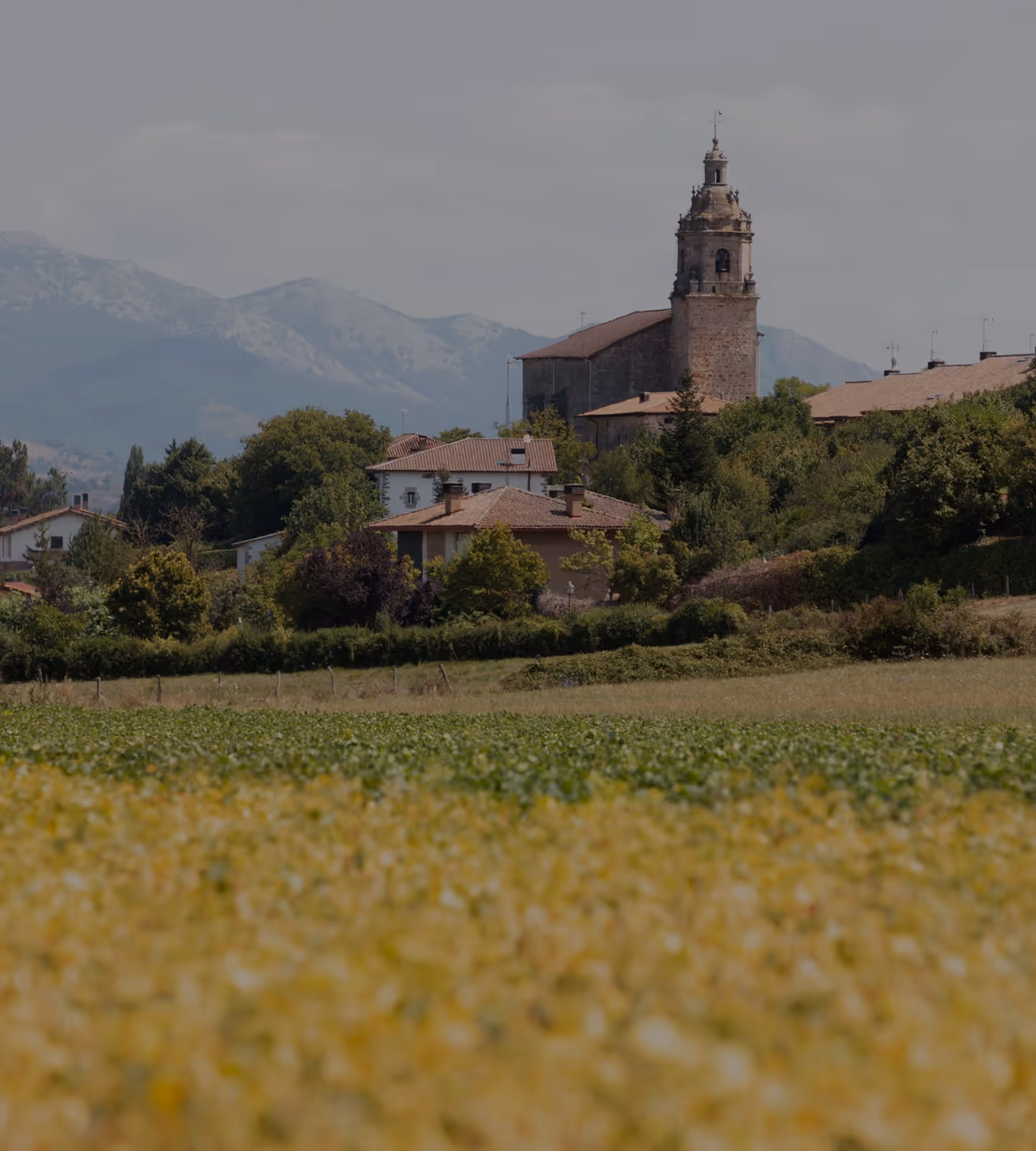 Field with yellow flowers and green crops in front of a village with a stone church tower and mountains behind.