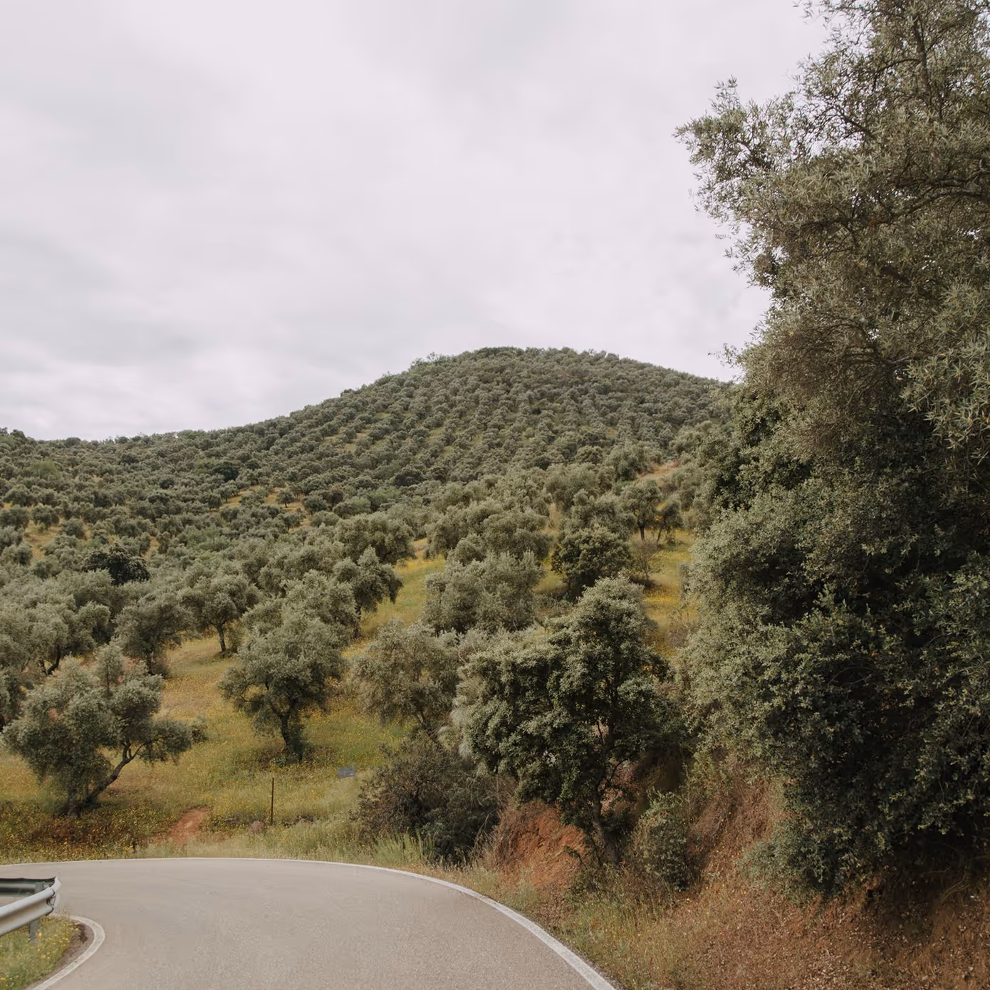 Curving road beside a hillside covered with rows of olive trees under a cloudy sky.