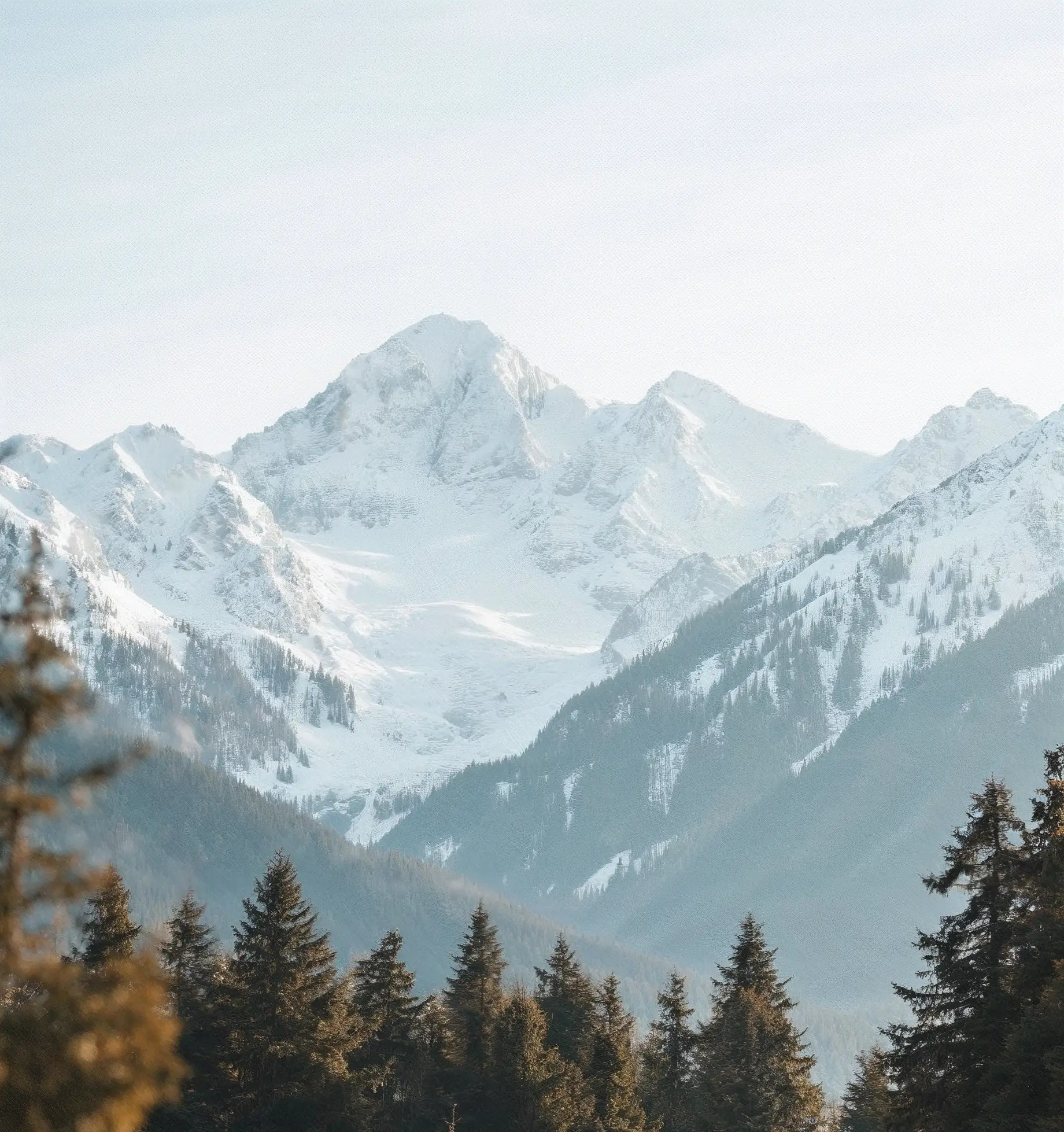 Snow-covered mountain peaks rising behind dark evergreen forest under a pale sky.