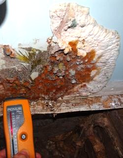 Mérule, champignon lignivore se développant sur une plaque de plâtre avec un humidimètre à pointes indiquant un important taux d'humidité.