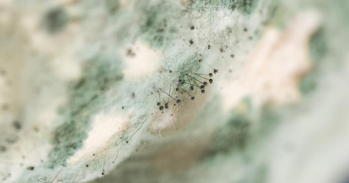 Come ottimizzare l'essiccazione, la cottura o la disidratazione degli alimenti