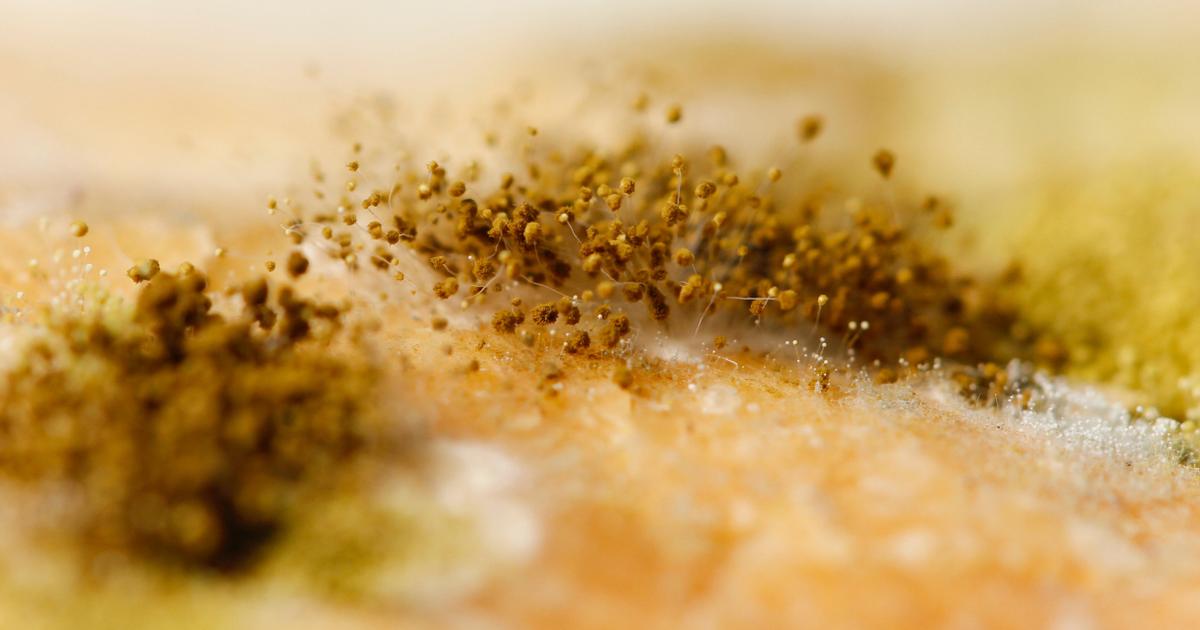 Come l'attività dell'acqua e il pH interagiscono per controllare la crescita microbica