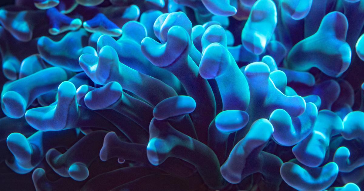 Cookies University: Cultivating Equity Through Education and Empowerment