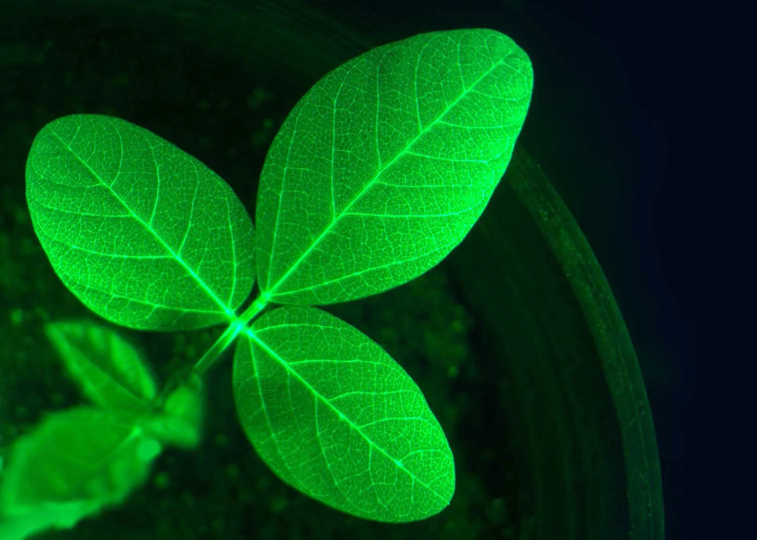 Close-up of a vibrant green plant with three leaves illuminated against a dark background.