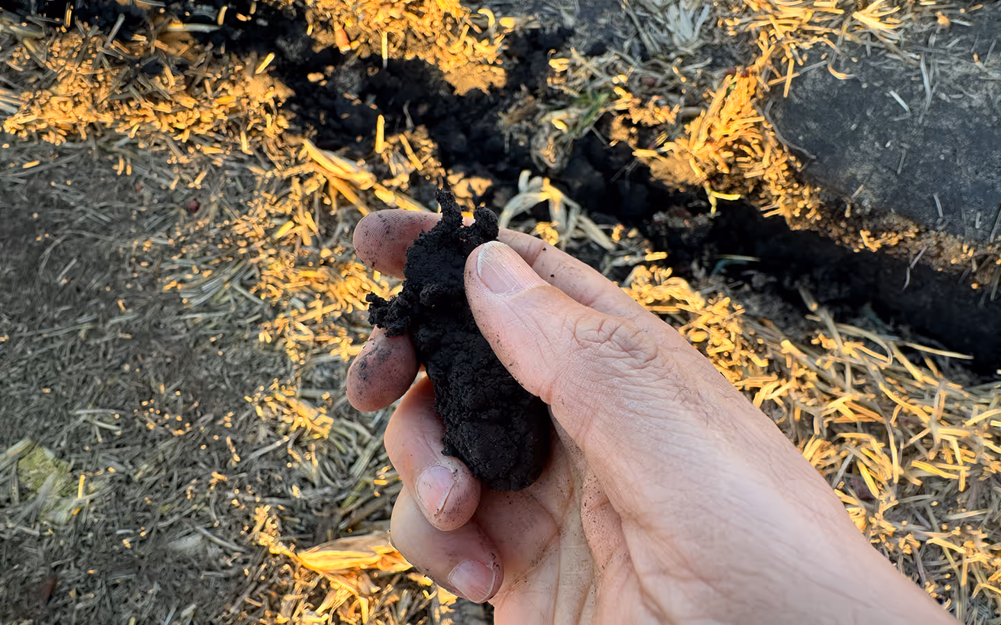 Hand holding a clump of dark, rich soil over a ground covered with dry straw and soil.