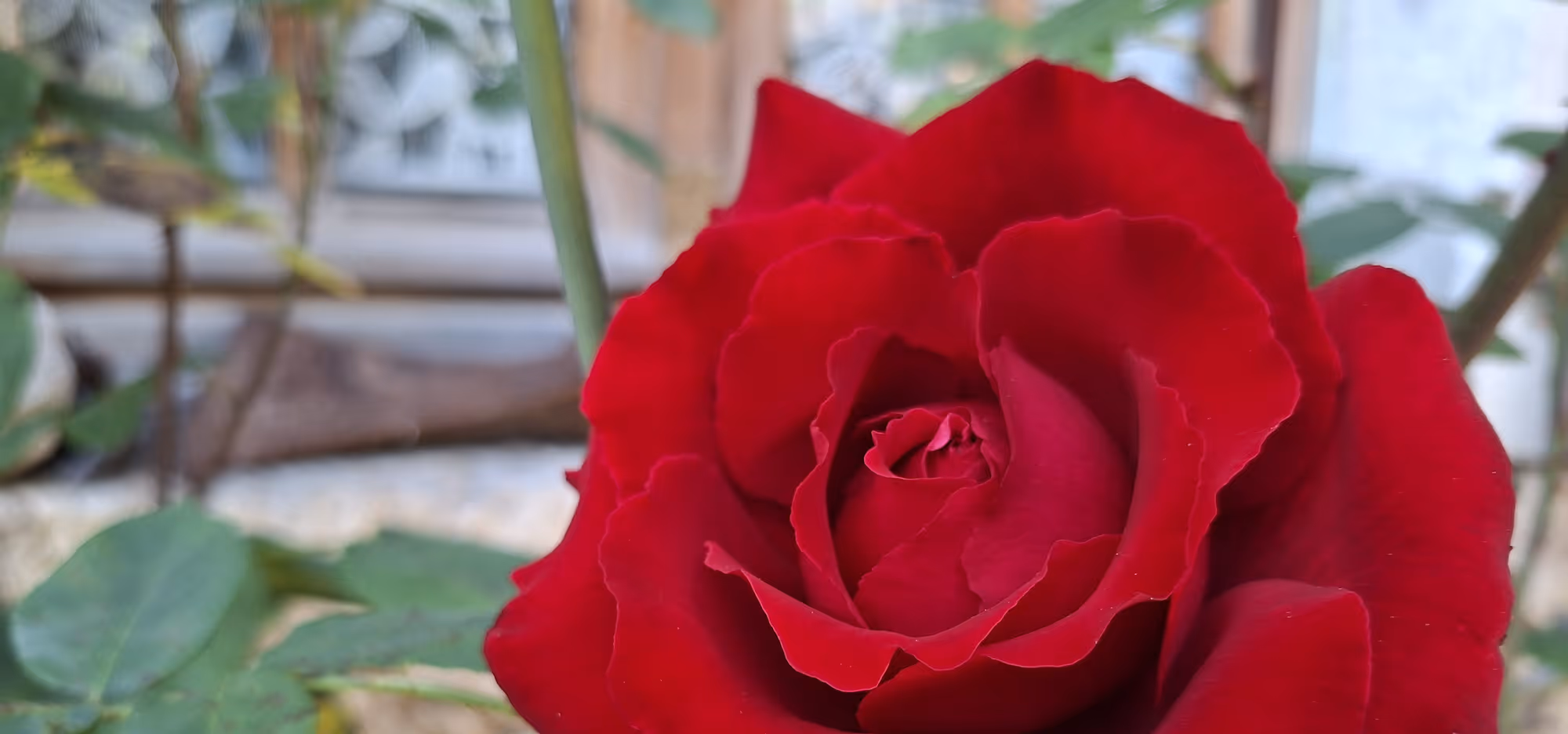 Une rose posée au sol