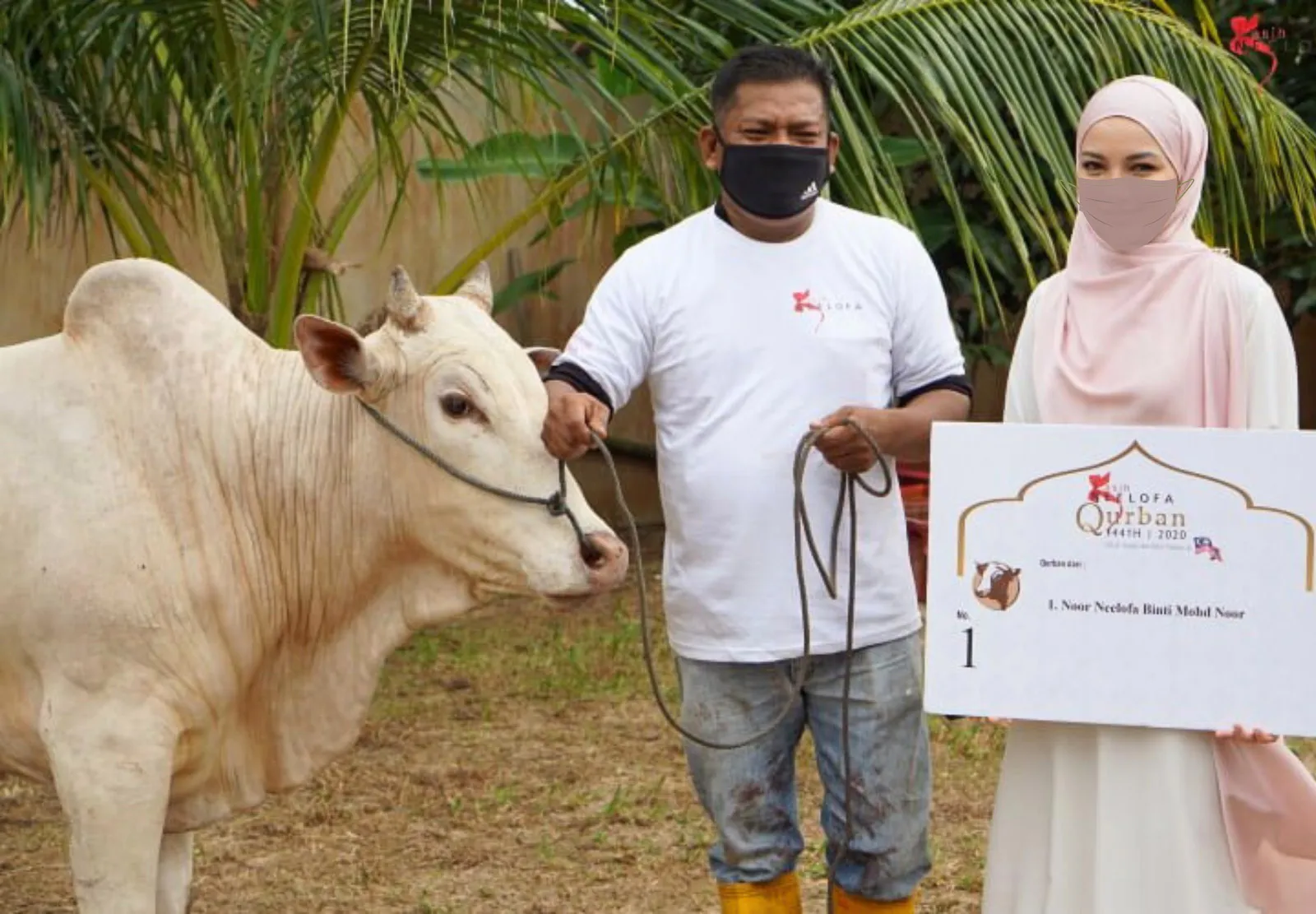 Man in a mask holding a rope tied to a white cow, standing next to a woman in a pink hijab holding a Qurban 1441H/2020 sign.