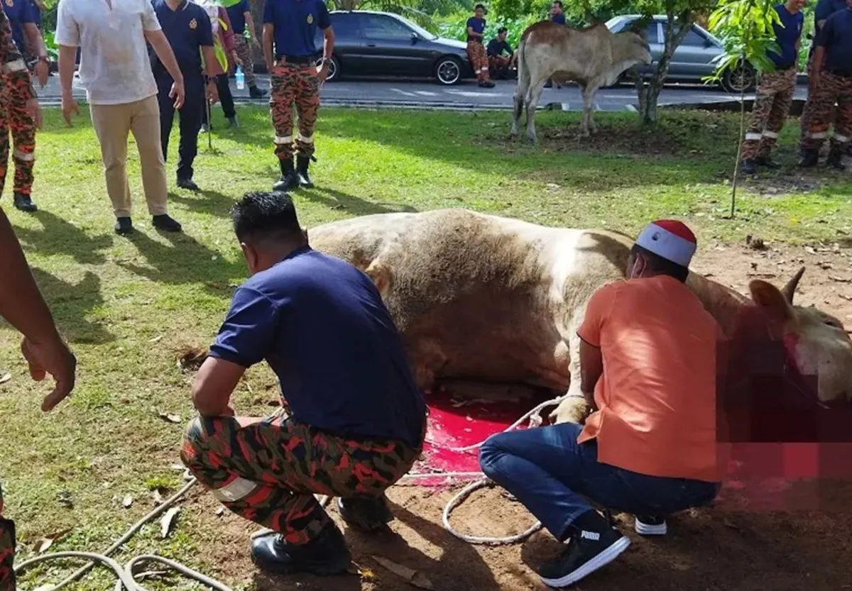 Several men, including uniformed personnel, gathered around a cow lying on the ground with visible blood underneath in an outdoor setting.
