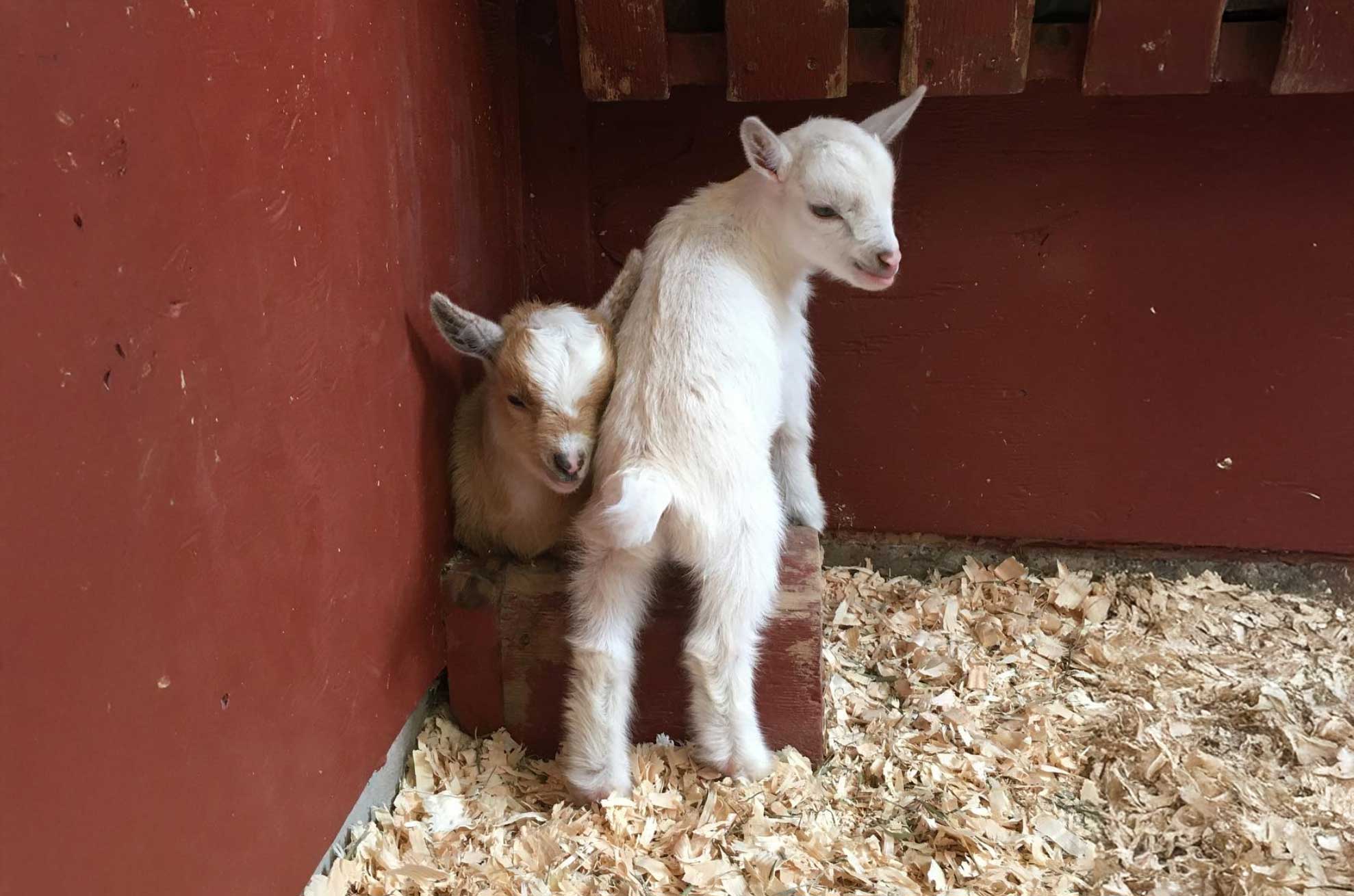 Beacon Hill Children’s Farm