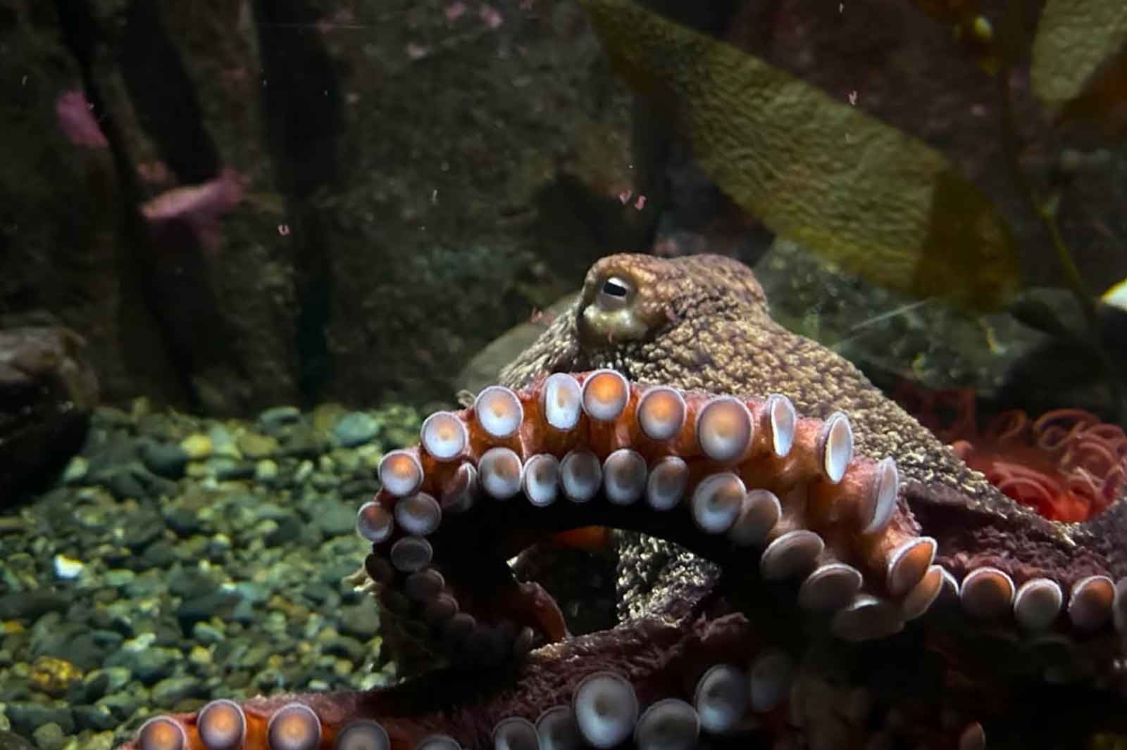 Shaw Centre for the Salish Sea