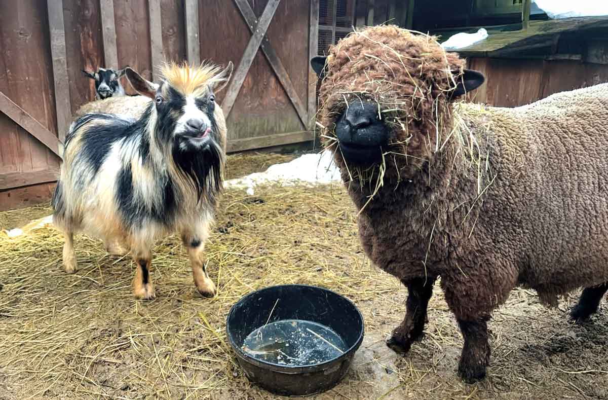 Country Bee Honey Farm