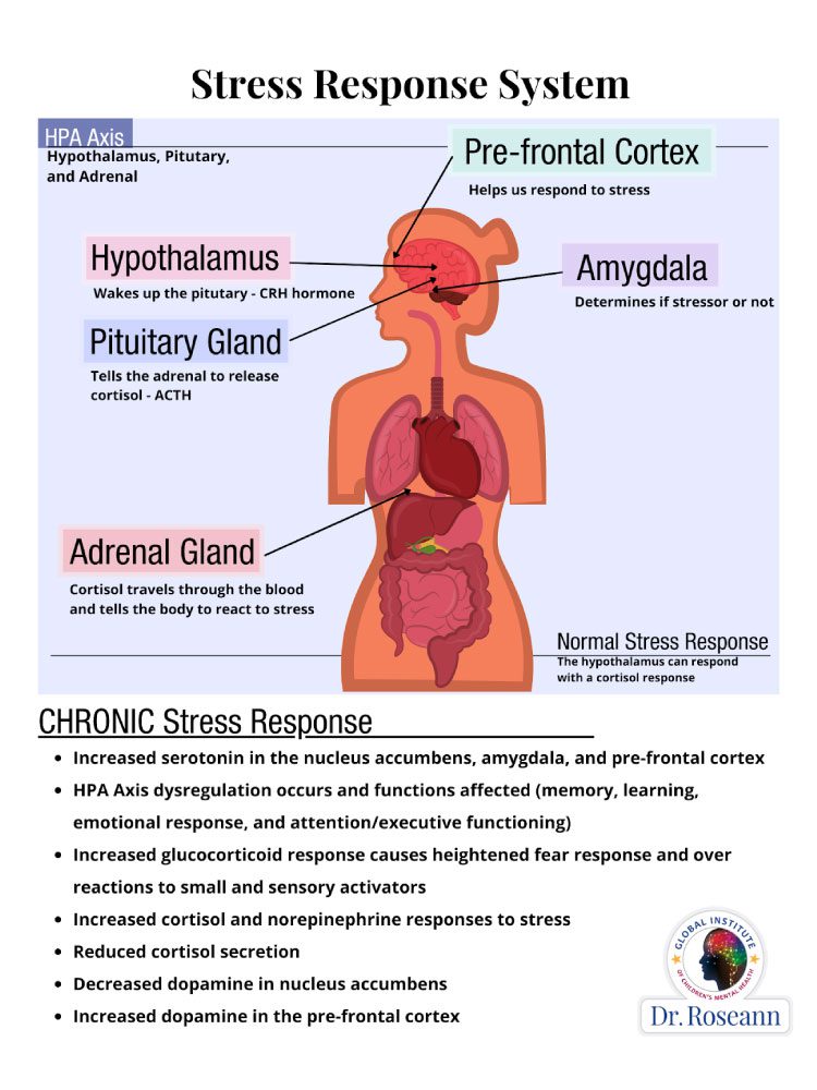 Chronic Stress Response - Dr. Roseann Capanna-Hodge