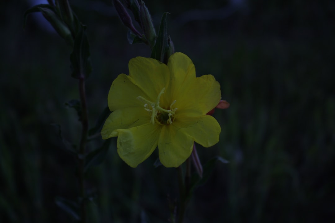 Evening primrose plant - evening primrose oil and adhd