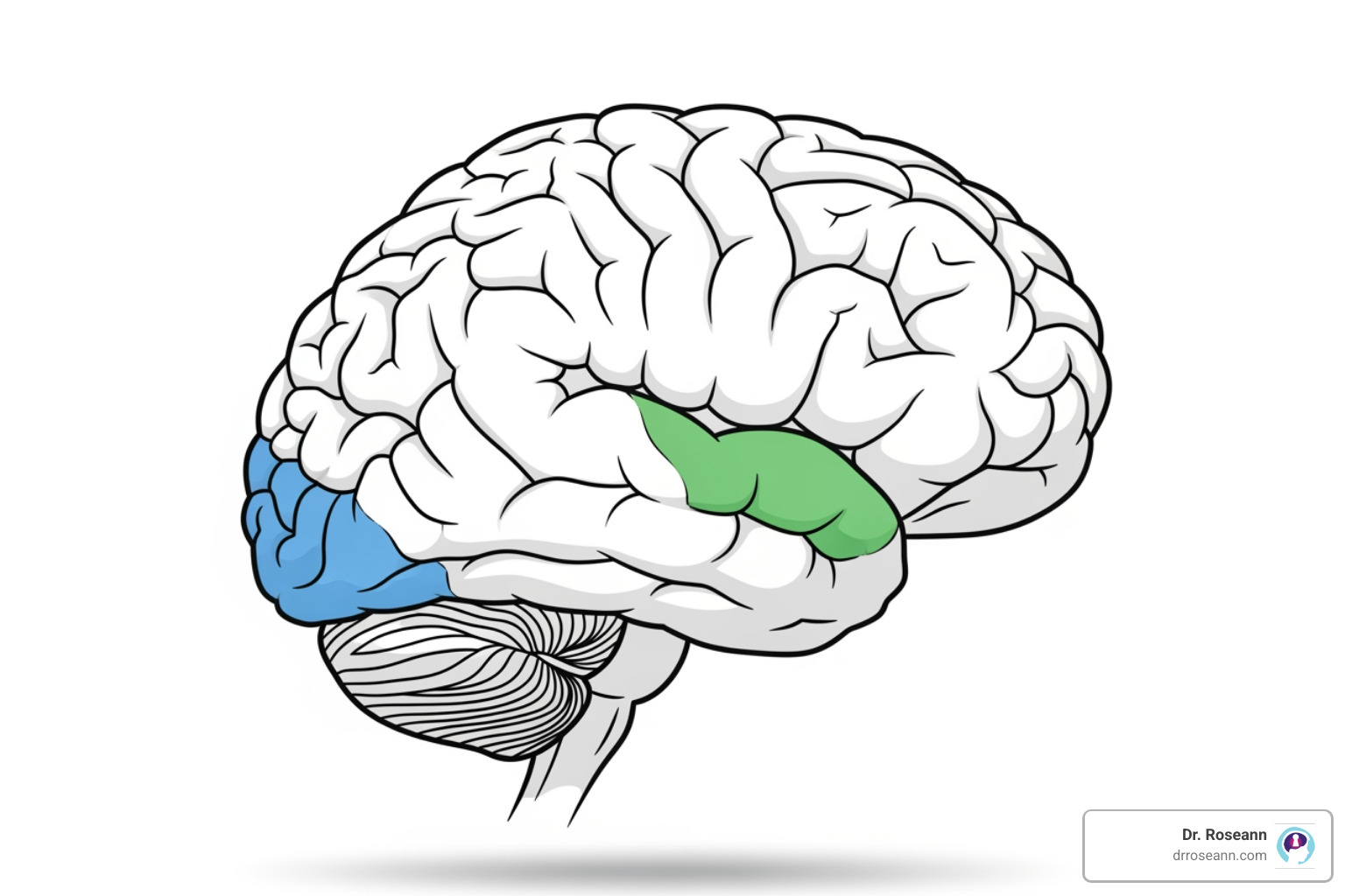 simplified brain diagram highlighting the limbic system and prefrontal cortex - labile in mood