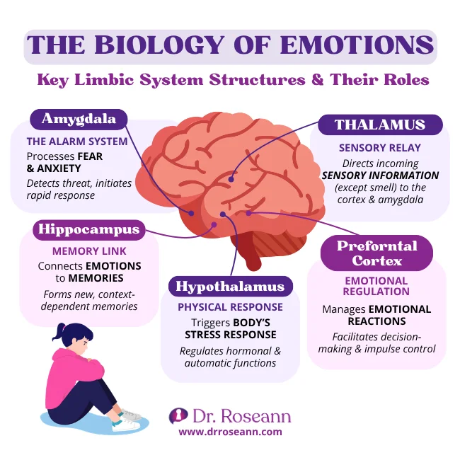 Brain diagram illustrating the biology of emotions through the amygdala, thalamus, and cortex.