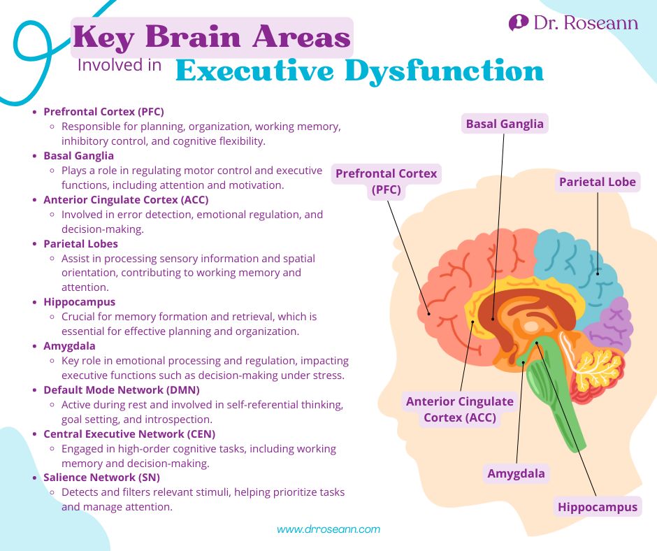 Key Brain Areas Involved in Executive Dysfunction