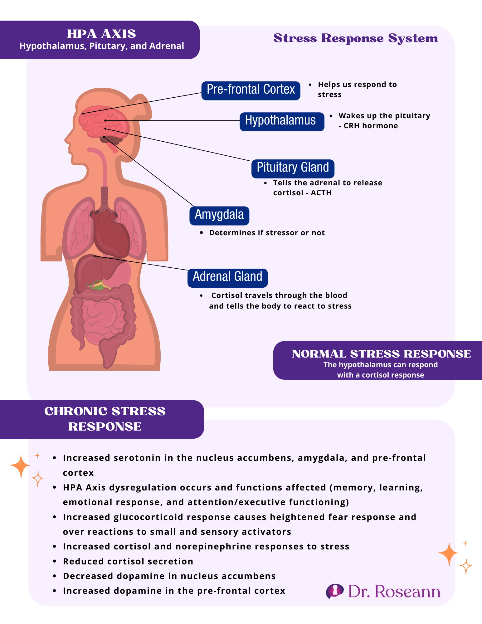 Diagram of the stress response system showing the hypothalamus, pituitary gland, adrenal glands, amygdala, and prefrontal cortex involved in dysregulated behavior in kids.