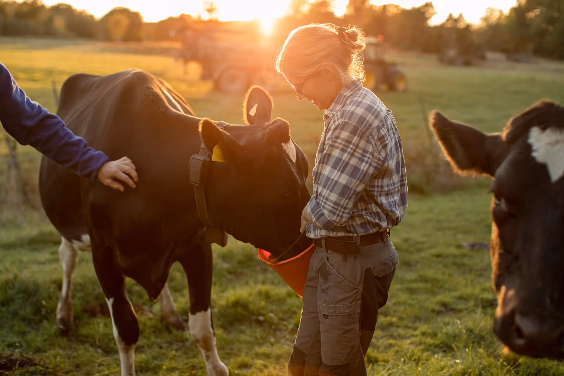 Landwirtin füttert eine schwarz-weiße Kuh aus einem roten Eimer auf einer Weide bei Sonnenuntergang [no AI]