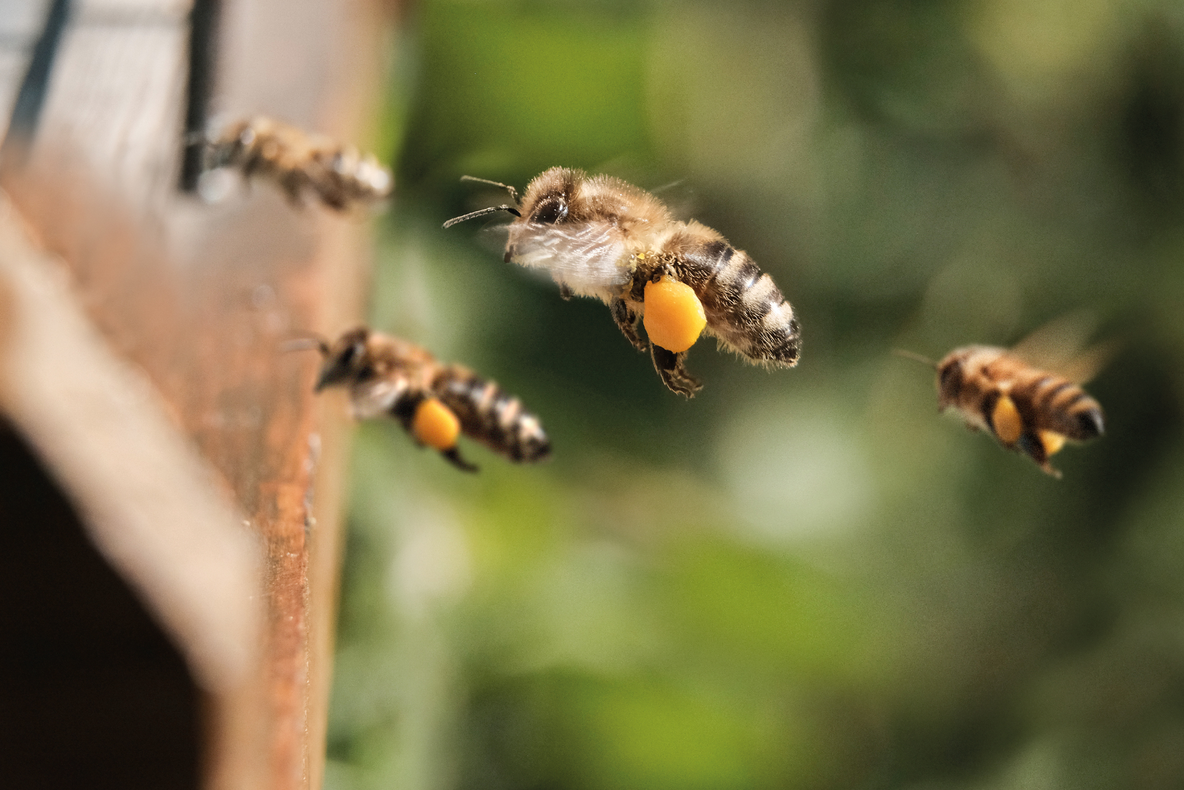 Honigbienen mit Pollenhöschen fliegen zum Einflugloch eines Holzbienenstocks