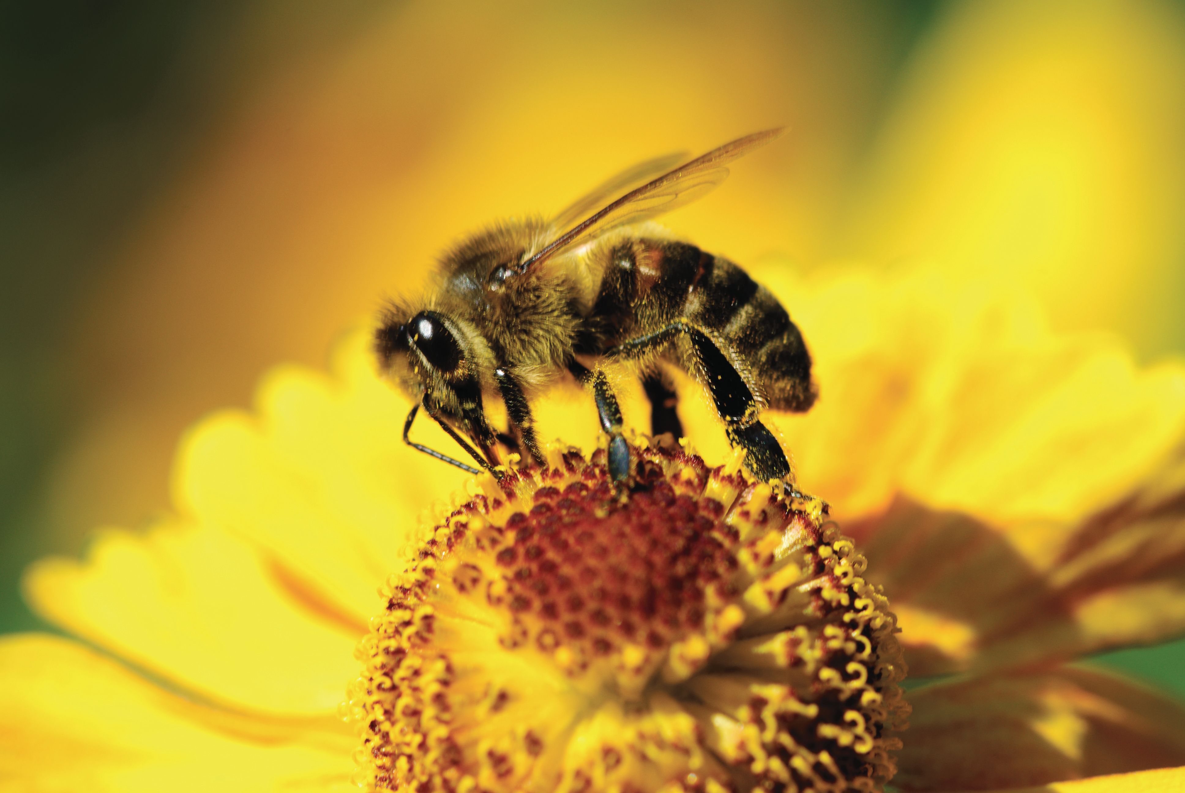 Honigbiene sammelt Pollen auf einer gelben Blüte