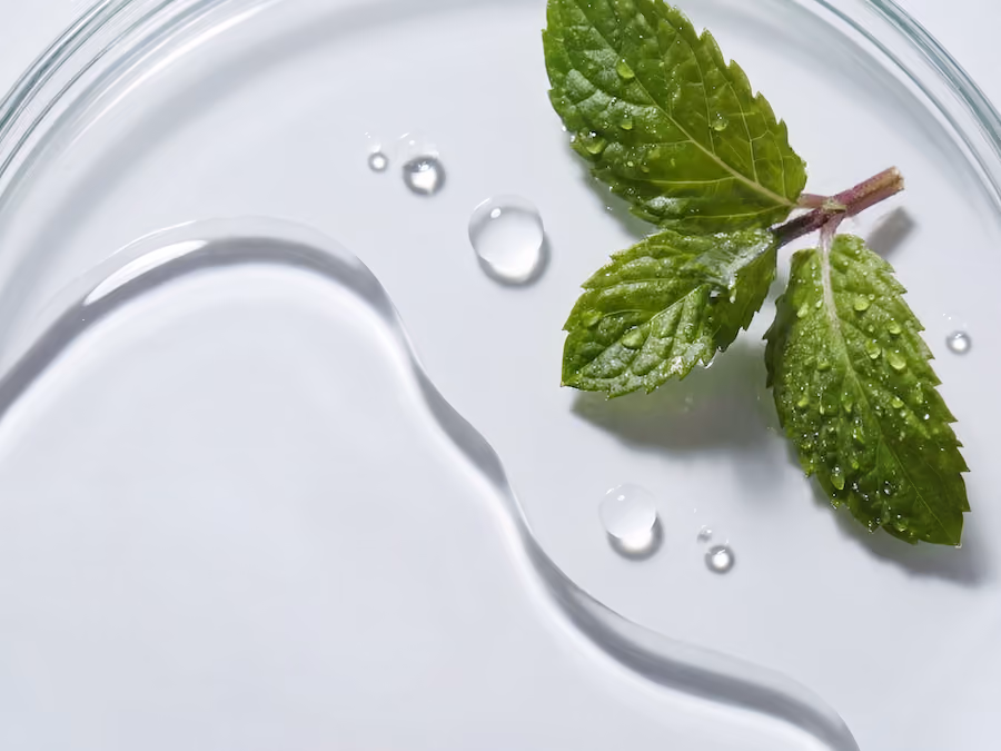 Mint leaves with water droplets in a glass petri dish