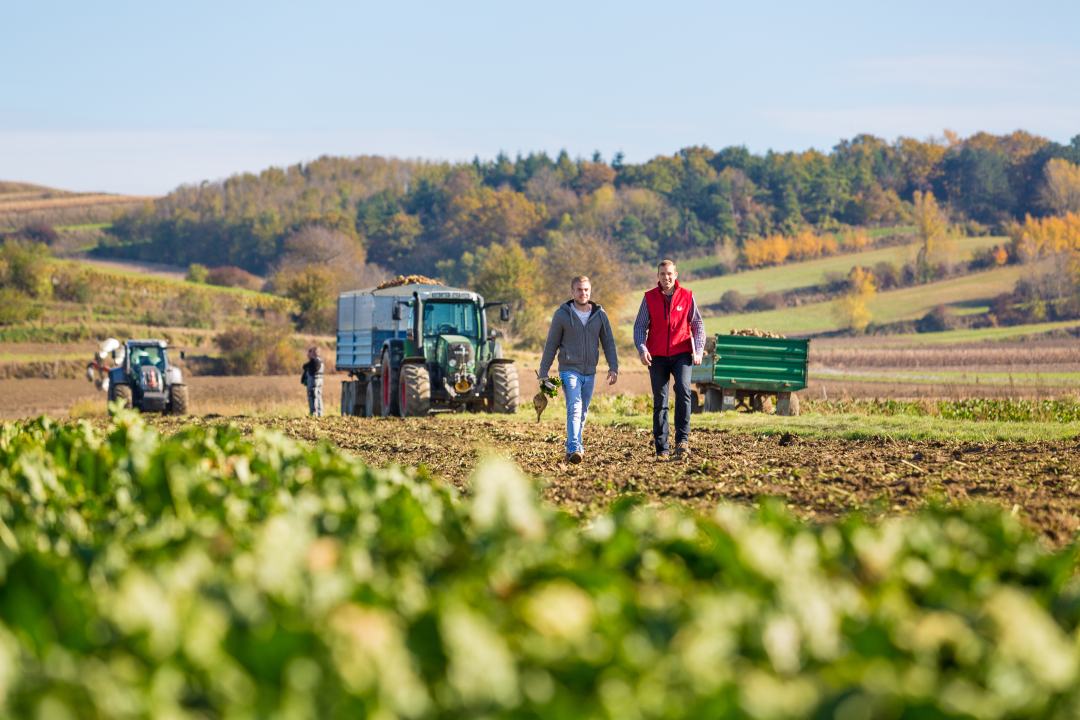 Zwei Landwirte gehen bei der Ernte durch ein Zuckerrübenfeld, dahinter Traktor und Anhänger [no AI]