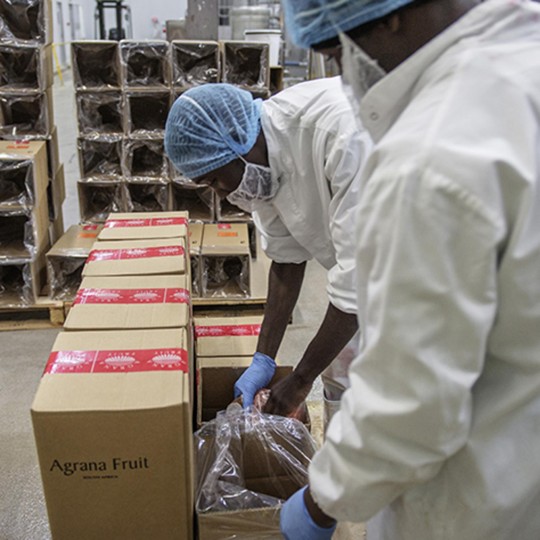 Employees in hairnets and gloves packing Agrana Fruit cartons in the Egyptian plant
