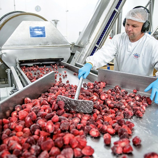 Employee in white workwear and gloves sorting frozen strawberries on a processing line