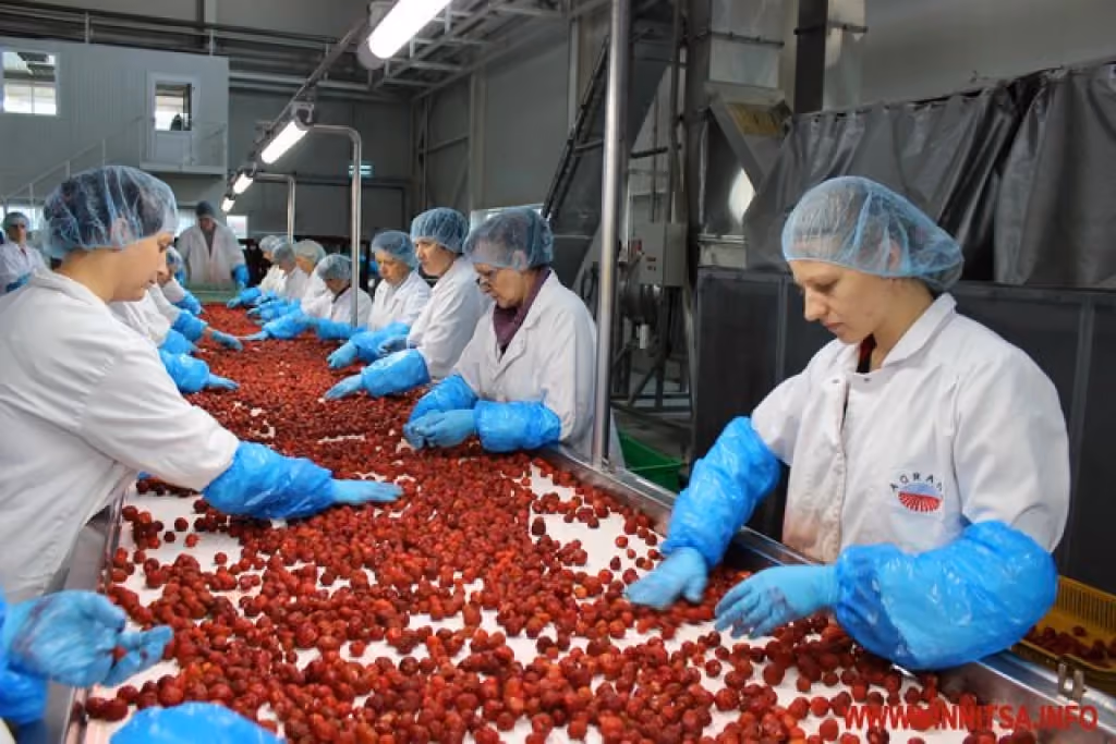 Employees in white coats and blue gloves sorting raspberries on a conveyor at the AGRANA Fruit plant in Ukraine [no AI]