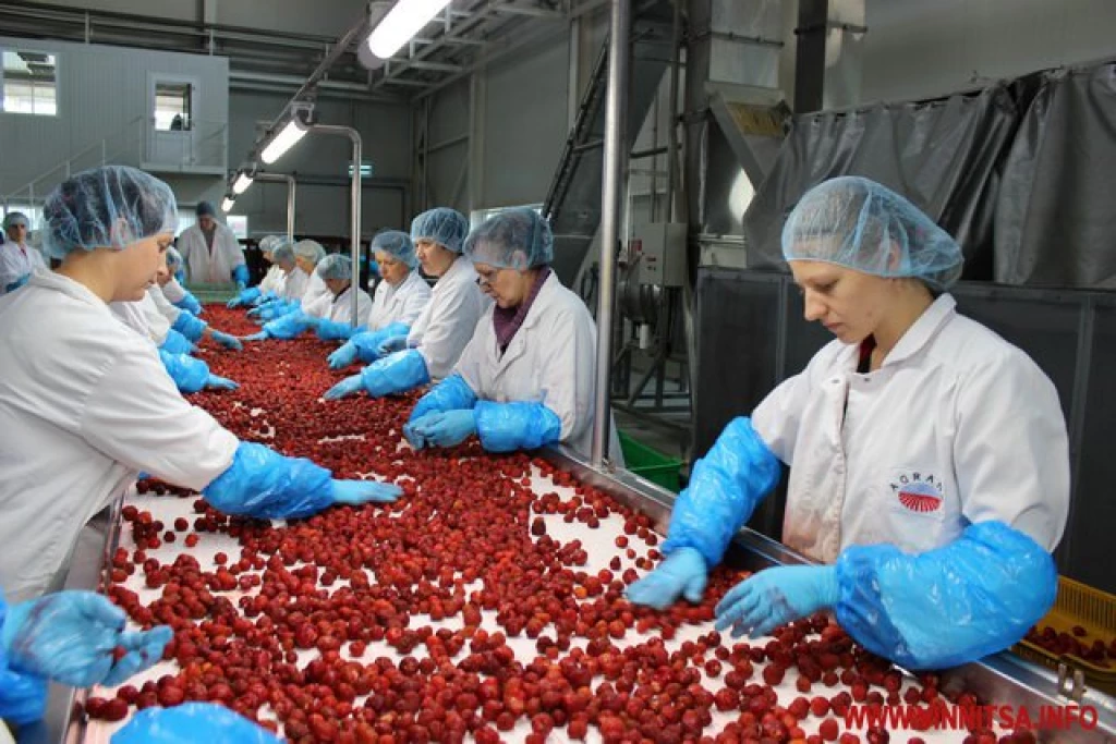 Employees in white coats and blue gloves sorting raspberries on a conveyor at the AGRANA Fruit plant in Ukraine [no AI]