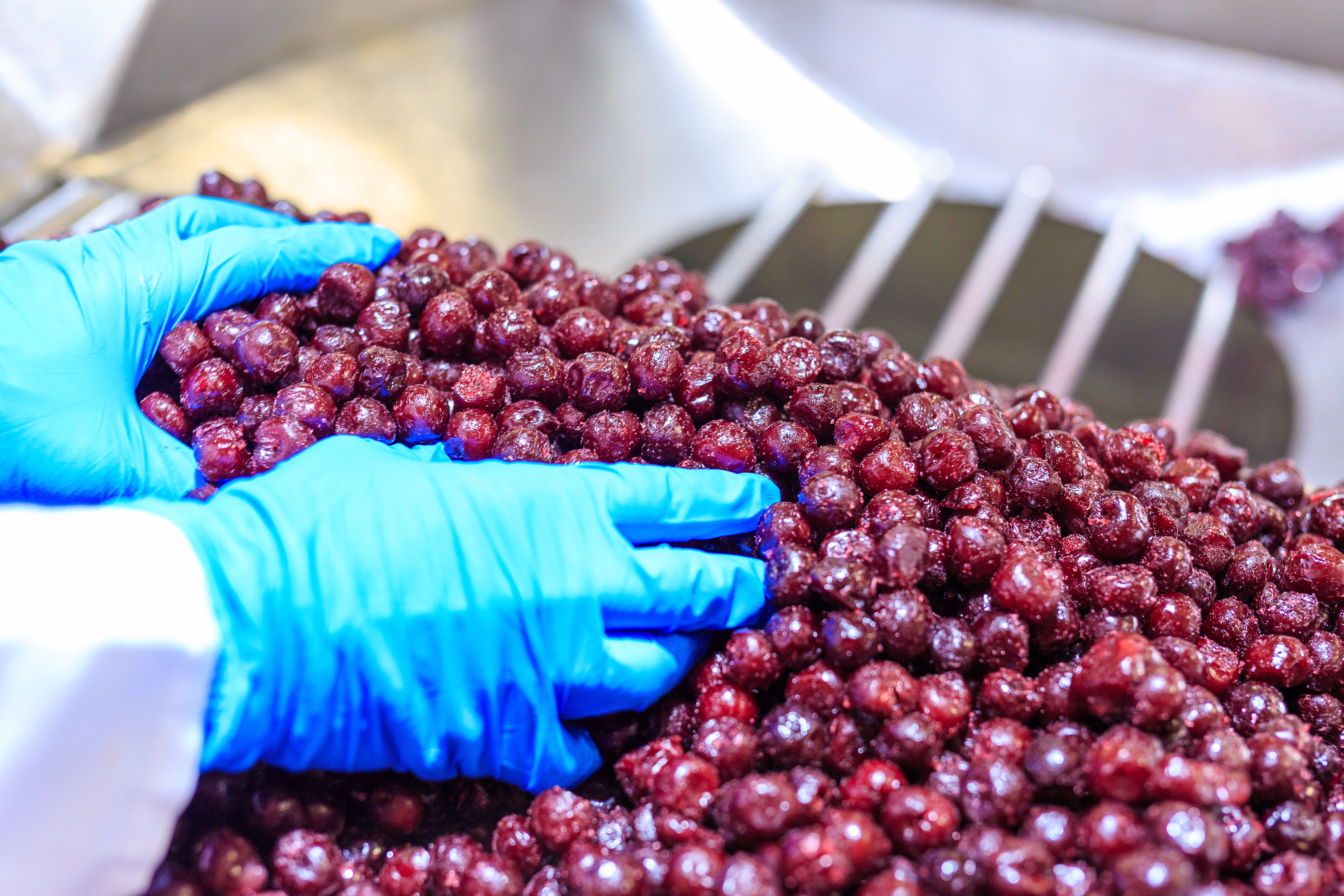 Hands in blue gloves holding frozen sour cherries at a processing line